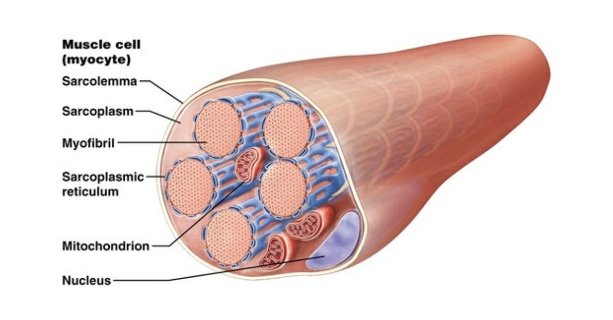 Mari Mengenal Jenis Muscle Fiber